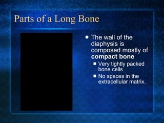 Parts of a Long Bone The wall of the diaphysis is composed mostly of  compact bone Very tightly packed bone cells No spaces in the extracellular matrix. 