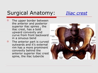 Surgical Anatomy: Iliac crest
 The upper border between
the anterior and posterior
superior iliac spines , the
iliac crest, has a bold
upward convexity and
curve from front backward
in a sinuous bend
 The anterior part is curved
outwards and it’s external
rim has a more prominent
convexity behind the
anterior superior iliac crest
spine, the iliac tubercle
 