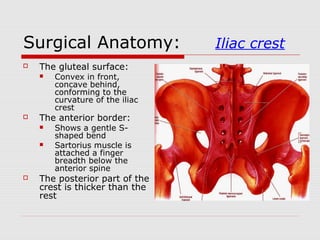 Surgical Anatomy: Iliac crest
 The gluteal surface:
 Convex in front,
concave behind,
conforming to the
curvature of the iliac
crest
 The anterior border:
 Shows a gentle S-
shaped bend
 Sartorius muscle is
attached a finger
breadth below the
anterior spine
 The posterior part of the
crest is thicker than the
rest
 