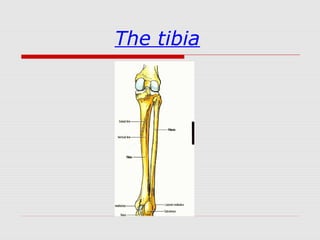 The tibia
 