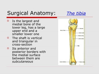 Surgical Anatomy: The tibia
 Is the largest and
medial bone of the
lower leg, has a large
upper end and a
smaller lower one
 The shaft is vertical
and triangular in
cross-section
 Its anterior and
posterior borders with
the medial surface
between them are
subcutaneous
 