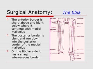 Surgical Anatomy: The tibia
 The anterior border is
sharp above and blunt
below where it
continue with medial
malleolus
 The posterior border is
blunt and run down
into the posterior
border of the medial
malleolus
 On the fibular side it
has a sharp
interosseous border
 