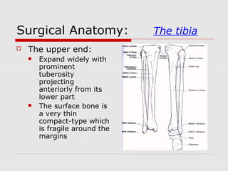 Surgical Anatomy: The tibia
 The upper end:
 Expand widely with
prominent
tuberosity
projecting
anteriorly from its
lower part
 The surface bone is
a very thin
compact-type which
is fragile around the
margins
 