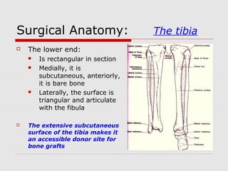 Surgical Anatomy: The tibia
 The lower end:
 Is rectangular in section
 Medially, it is
subcutaneous, anteriorly,
it is bare bone
 Laterally, the surface is
triangular and articulate
with the fibula
 The extensive subcutaneous
surface of the tibia makes it
an accessible donor site for
bone grafts
 
