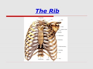 The Rib
 
