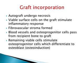  Autograft undergo necrosis
 Viable surface cells on the graft stimulate
inflammatory response
 Fibrovascular stroma formed
 Blood vessels and osteoprogenitor cells pass
from recipient bone to graft
 Remaining viable cells stimulate
osteoprogenitor cells which differentiate to
osteoblast (osteoinduction)
 