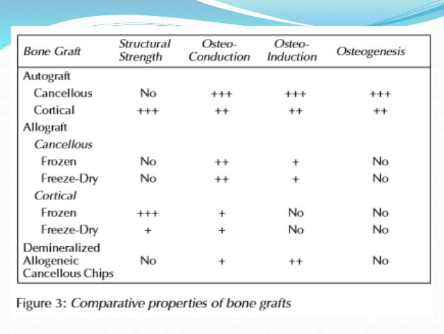 What Is Responsible For The Formation Building Of New Bone What Is Responsible For The Formation Building Of New Bone