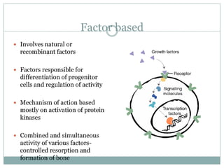 Factor based
 Involves natural or
recombinant factors
 Factors responsible for
differentiation of progenitor
cells and regulation of activity
 Mechanism of action based
mostly on activation of protein
kinases
 Combined and simultaneous
activity of various factors-
controlled resorption and
formation of bone
 