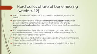 Initial Callus Formation Stages of Bone healing and madalities to enhance bone healing | PDF