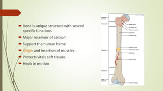 Stages of Bone healing and madalities to enhance bone healing | PDF
