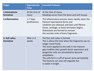 Stages Approximate
Time
Essential Features
1.Haematoma
formation
At the time of
injury
At the time of injury,
bleeding occurs from the bone and soft tissues.
2.Inflammation 1–7 days
postfracture
The inflammatory process starts rapidly when the
fracture haematoma forms and
cytokines are released, and lasts until fibrous
tissue, cartilage, or bone formation begins.
Osteoclasts are formed to remove
the necrotic ends of bony fragments.
3. Soft callus
formation
After 2–3
weeks
The first soft callus is formed.
This is about the time when the fragments can no
longer move freely.
The strain applied to the cells in the fracture
gap modifies their growth factor expression and
progenitor cells are stimulated to become
osteoblasts.
The cells form a cuff of woven bone periosteally.
The fracture can now still angulate but
is stable in length.
 