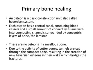 Primary bone healing
• An osteon is a basic construction unit also called
haversian system.
• Each osteon has a central canal, containing blood
vessels and a small amount of connective tissue with
interconnecting channels surrounded by concentric
layers of bone, the laminae.
• There are no osteons in cancellous bone.
• Due to the activity of cutter cones, tunnels are cut
through the compact bone, resulting in the creation of
new haversian osteons in their wake which bridges the
fractures.
 