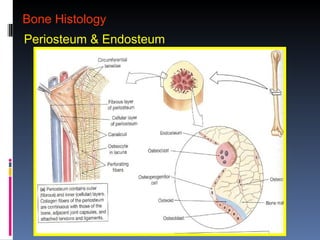 Bone Healing PATHOLOGY.ppt in radiography | PPT