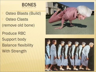  Osteo Blasts (Build)
 Osteo Clasts
(remove old bone)
Produce RBC
Support body
Balance flexibility
With Strength
 