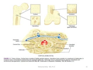 Basics of the bone histology | PPTX