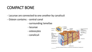 COMPACT BONE
- Lacunae are connected to one another by canaliculi
- Osteon contains: - central canal
- surrounding lamellae
- lacunae
- osteocytes
- canaliculi
 