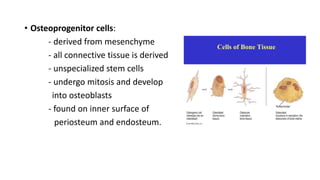 • Osteoprogenitor cells:
- derived from mesenchyme
- all connective tissue is derived
- unspecialized stem cells
- undergo mitosis and develop
into osteoblasts
- found on inner surface of
periosteum and endosteum.
Cells of Bone Tissue
 