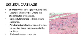 SKELETAL CARTILAGE
• Chondrocytes: cartilage producing cells.
• Lacunae: small cavities where the
chondrocytes are encased.
• Extracellular matrix: jellylike ground
substance.
• Perichondrium: layer of dense irregular
connective tissue that surrounds the
cartilage.
• No blood vessels or nerves
 
