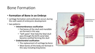 Bone Formation
• Formation of Bone in an Embryo
• cartilage formation and ossification occurs during
the sixth week of embryonic development
• two patterns
• Intramembranous ossification
• Flat bones of the skull and mandible
are formed in this way
• “Soft spots” that help the fetal skull
pass through the birth canal later
become ossified forming the skull
• Endochondral ossification
• The replacement of cartilage by bone
• Most bones of the body are formed in
this way including long bones
 