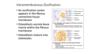 Intramembranous Ossification
• An ossification center
appears in the fibrous
connective tissue
membrane
• Osteoblasts secrete bone
matrix within the fibrous
membrane
• Osteoblasts mature into
osteocytes
 