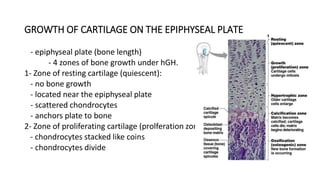GROWTH OF CARTILAGE ON THE EPIPHYSEAL PLATE
- epiphyseal plate (bone length)
- 4 zones of bone growth under hGH.
1- Zone of resting cartilage (quiescent):
- no bone growth
- located near the epiphyseal plate
- scattered chondrocytes
- anchors plate to bone
2- Zone of proliferating cartilage (prolferation zone)
- chondrocytes stacked like coins
- chondrocytes divide
 