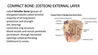 COMPACT BONE: (OSTEON) EXTERNAL LAYER
- called lamellar bone (groups of
elongated tubules called lamella)
- majority of all long bones
- protection and strength
(wt. bearing)
- concentric ring structure
- blood vessels and nerves penetrate
periosteum through horizontal
openings called perforating
(Volkmann’s) canals.
 