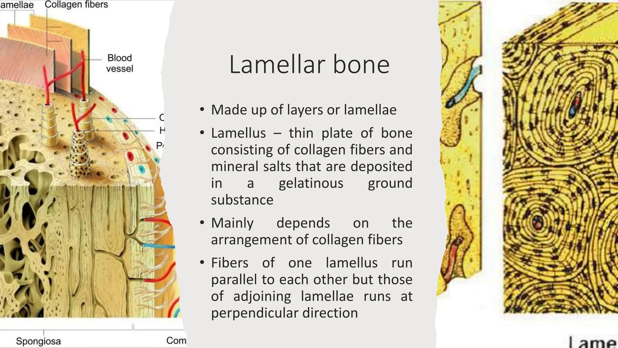 Parallel Medium Bone Bone histology.pptx
