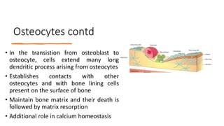 Osteocytes contd
• In the transistion from osteoblast to
osteocyte, cells extend many long
dendritic process arising from osteocytes
• Establishes contacts with other
osteocytes and with bone lining cells
present on the surface of bone
• Maintain bone matrix and their death is
followed by matrix resorption
• Additional role in calcium homeostasis
 