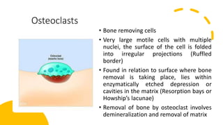 Osteoclasts
• Bone removing cells
• Very large motile cells with multiple
nuclei, the surface of the cell is folded
into irregular projections (Ruffled
border)
• Found in relation to surface where bone
removal is taking place, lies within
enzymatically etched depression or
cavities in the matrix (Resorption bays or
Howship’s lacunae)
• Removal of bone by osteoclast involves
demineralization and removal of matrix
 
