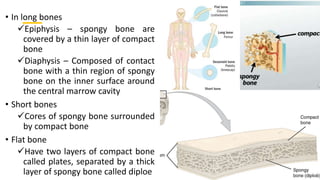 • In long bones
Epiphysis – spongy bone are
covered by a thin layer of compact
bone
Diaphysis – Composed of contact
bone with a thin region of spongy
bone on the inner surface around
the central marrow cavity
• Short bones
Cores of spongy bone surrounded
by compact bone
• Flat bone
Have two layers of compact bone
called plates, separated by a thick
layer of spongy bone called diploe
 
