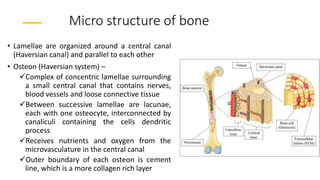 Micro structure of bone
• Lamellae are organized around a central canal
(Haversian canal) and parallel to each other
• Osteon (Haversian system) –
Complex of concentric lamellae surrounding
a small central canal that contains nerves,
blood vessels and loose connective tissue
Between successive lamellae are lacunae,
each with one osteocyte, interconnected by
canaliculi containing the cells dendritic
process
Receives nutrients and oxygen from the
microvasculature in the central canal
Outer boundary of each osteon is cement
line, which is a more collagen rich layer
 