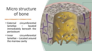 Micro structure
of bone
• External circumferential
lamellae – located
immediately beneath the
periosteum
• Inner circumferential
lamellae – Located around
the marrow cavity
 