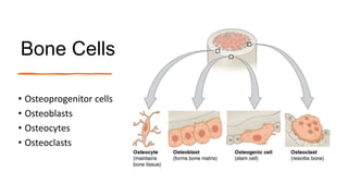 Bone Cells
• Osteoprogenitor cells
• Osteoblasts
• Osteocytes
• Osteoclasts
 