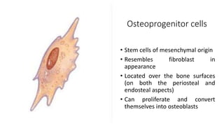 Osteoprogenitor cells
• Stem cells of mesenchymal origin
• Resembles fibroblast in
appearance
• Located over the bone surfaces
(on both the periosteal and
endosteal aspects)
• Can proliferate and convert
themselves into osteoblasts
 