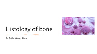 Histology of bone
Dr. P. Christabel Divya
 