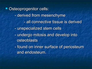  Osteoprogenitor cells:Osteoprogenitor cells:
- derived from mesenchyme- derived from mesenchyme
- all connective tissue is derived- all connective tissue is derived
- unspecialized stem cells- unspecialized stem cells
- undergo mitosis and develop into- undergo mitosis and develop into
osteoblastsosteoblasts
- found on inner surface of periosteum- found on inner surface of periosteum
and endosteum.and endosteum.
 