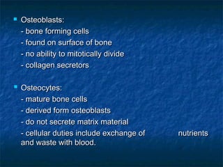 Osteoblasts:Osteoblasts:
- bone forming cells- bone forming cells
- found on surface of bone- found on surface of bone
- no ability to mitotically divide- no ability to mitotically divide
- collagen secretors- collagen secretors
 Osteocytes:Osteocytes:
- mature bone cells- mature bone cells
- derived form osteoblasts- derived form osteoblasts
- do not secrete matrix material- do not secrete matrix material
- cellular duties include exchange of- cellular duties include exchange of nutrientsnutrients
and waste with blood.and waste with blood.
 