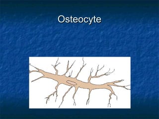 OsteocyteOsteocyte
 