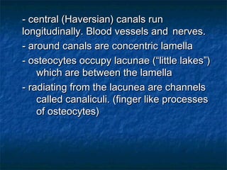 - central (Haversian) canals run- central (Haversian) canals run
longitudinally. Blood vessels andlongitudinally. Blood vessels and nerves.nerves.
- around canals are concentric lamella- around canals are concentric lamella
- osteocytes occupy lacunae (“little lakes”)- osteocytes occupy lacunae (“little lakes”)
which are between the lamellawhich are between the lamella
- radiating from the lacunea are channels- radiating from the lacunea are channels
called canaliculi. (finger like processescalled canaliculi. (finger like processes
of osteocytes)of osteocytes)
 
