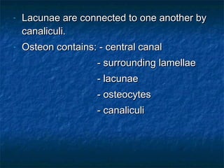 - Lacunae are connected to one another byLacunae are connected to one another by
canaliculi.canaliculi.
- Osteon contains: - central canalOsteon contains: - central canal
- surrounding lamellae- surrounding lamellae
- lacunae- lacunae
- osteocytes- osteocytes
- canaliculi- canaliculi
 