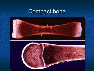 Compact boneCompact bone
 