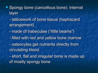  Spongy bone (cancellous bone): internalSpongy bone (cancellous bone): internal
layerlayer
- latticework of bone tissue (haphazard- latticework of bone tissue (haphazard
arrangement).arrangement).
- made of trabeculae (“little beams”)- made of trabeculae (“little beams”)
- filled with red and yellow bone marrow- filled with red and yellow bone marrow
- osteocytes get nutrients directly from- osteocytes get nutrients directly from
circulating blood.circulating blood.
- short, flat and irregular bone is made up- short, flat and irregular bone is made up
of mostly spongy boneof mostly spongy bone
 