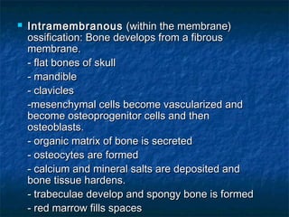  IntramembranousIntramembranous (within the membrane)(within the membrane)
ossification: Bone develops from a fibrousossification: Bone develops from a fibrous
membrane.membrane.
- flat bones of skull- flat bones of skull
- mandible- mandible
- clavicles- clavicles
-mesenchymal cells become vascularized and-mesenchymal cells become vascularized and
become osteoprogenitor cells and thenbecome osteoprogenitor cells and then
osteoblasts.osteoblasts.
- organic matrix of bone is secreted- organic matrix of bone is secreted
- osteocytes are formed- osteocytes are formed
- calcium and mineral salts are deposited and- calcium and mineral salts are deposited and
bone tissue hardens.bone tissue hardens.
- trabeculae develop and spongy bone is formed- trabeculae develop and spongy bone is formed
- red marrow fills spaces- red marrow fills spaces
 