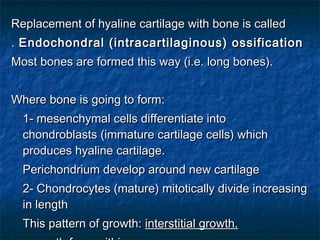 Replacement of hyaline cartilage with bone is calledReplacement of hyaline cartilage with bone is called
.. Endochondral (intracartilaginous) ossificationEndochondral (intracartilaginous) ossification
Most bones are formed this way (i.e. long bones).Most bones are formed this way (i.e. long bones).
Where bone is going to form:Where bone is going to form:
1- mesenchymal cells differentiate into1- mesenchymal cells differentiate into
chondroblasts (immature cartilage cells) whichchondroblasts (immature cartilage cells) which
produces hyaline cartilage.produces hyaline cartilage.
Perichondrium develop around new cartilagePerichondrium develop around new cartilage
2- Chondrocytes (mature) mitotically divide increasing2- Chondrocytes (mature) mitotically divide increasing
in lengthin length
This pattern of growth:This pattern of growth: interstitial growth.interstitial growth.
 