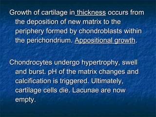 Growth of cartilage inGrowth of cartilage in thicknessthickness occurs fromoccurs from
the deposition of new matrix to thethe deposition of new matrix to the
periphery formed by chondroblasts withinperiphery formed by chondroblasts within
the perichondrium.the perichondrium. Appositional growthAppositional growth..
Chondrocytes undergo hypertrophy, swellChondrocytes undergo hypertrophy, swell
and burst. pH of the matrix changes andand burst. pH of the matrix changes and
calcification is triggered. Ultimately,calcification is triggered. Ultimately,
cartilage cells die. Lacunae are nowcartilage cells die. Lacunae are now
empty.empty.
 