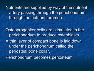 Nutrients are supplied by way of the nutrientNutrients are supplied by way of the nutrient
artery passing through the perichondriumartery passing through the perichondrium
through the nutrient foramen.through the nutrient foramen.
Osteoprogenitor cells are stimulated in theOsteoprogenitor cells are stimulated in the
perichondrium to produce osteoblasts.perichondrium to produce osteoblasts.
A thin layer of compact bone is laid downA thin layer of compact bone is laid down
under the perichondrium called theunder the perichondrium called the
periosteal bone collar.periosteal bone collar.
Perichondrium becomes periosteumPerichondrium becomes periosteum
 