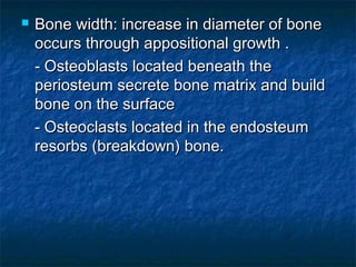  Bone width: increase in diameter of boneBone width: increase in diameter of bone
occurs through appositional growth .occurs through appositional growth .
- Osteoblasts located beneath the- Osteoblasts located beneath the
periosteum secrete bone matrix and buildperiosteum secrete bone matrix and build
bone on the surfacebone on the surface
- Osteoclasts located in the endosteum- Osteoclasts located in the endosteum
resorbs (breakdown) bone.resorbs (breakdown) bone.
 