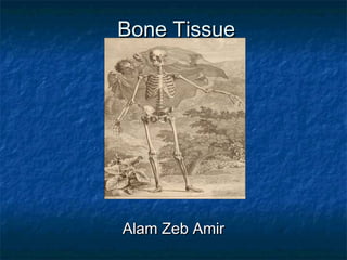 Bone TissueBone Tissue
Alam Zeb AmirAlam Zeb Amir
 