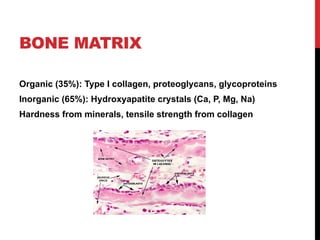 Bone_Histology_Presentation by Dr.Rumaisa PT | PPTX