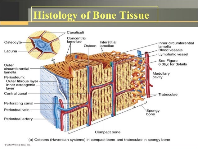 Struktur Jaringan Tulang  Puspasari